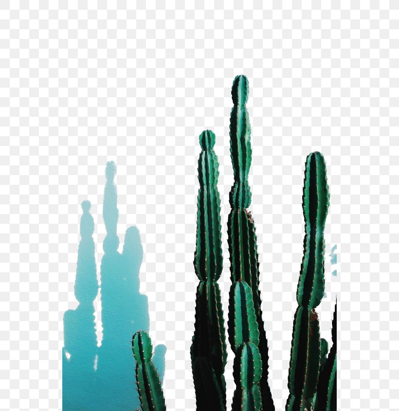 Pilosocereus Pachycladus Succulent Plant Echinopsis Peruviana Photography, PNG, 564x845px, Pilosocereus Pachycladus, Cactaceae, Cactus, Caryophyllales, Color Download Free