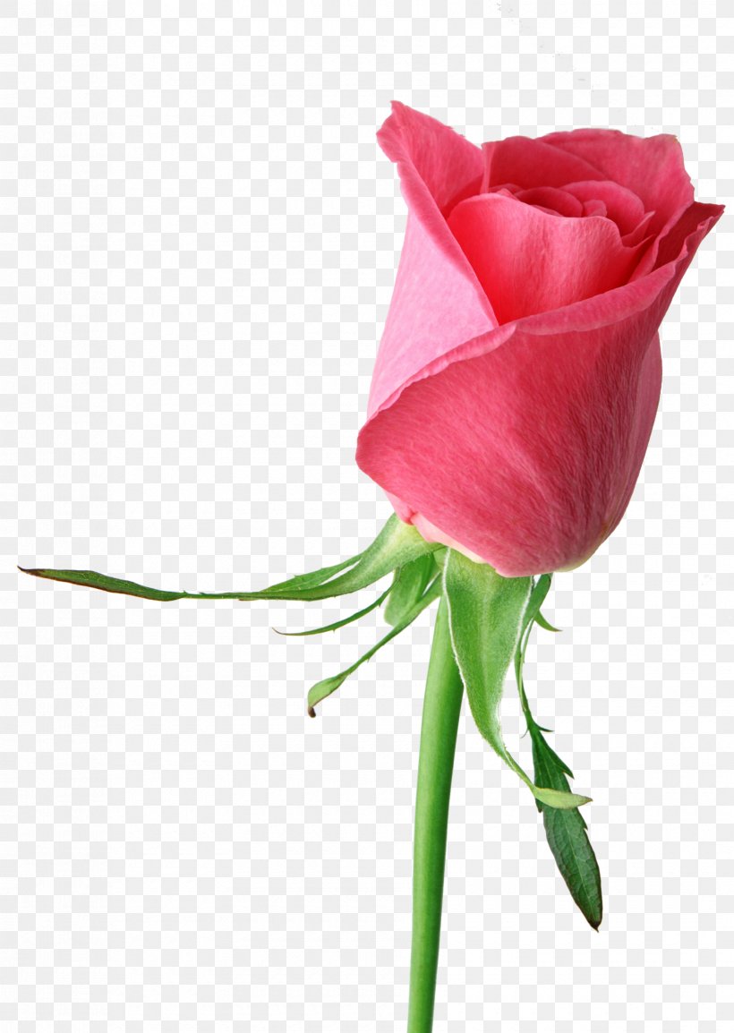 Rose Desktop Wallpaper Flower Clip Art, PNG, 1680x2366px, Rose, Bud, Cut Flowers, Floristry, Flower Download Free