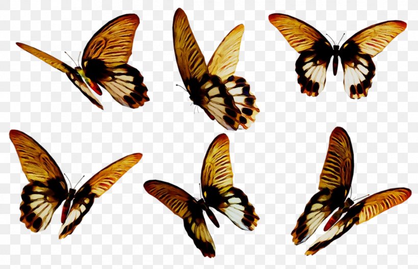 Brush-footed Butterflies Moth Insect Fauna Membrane, PNG, 1146x739px, Brushfooted Butterflies, Arthropod, Brushfooted Butterfly, Butterfly, Cynthia Subgenus Download Free