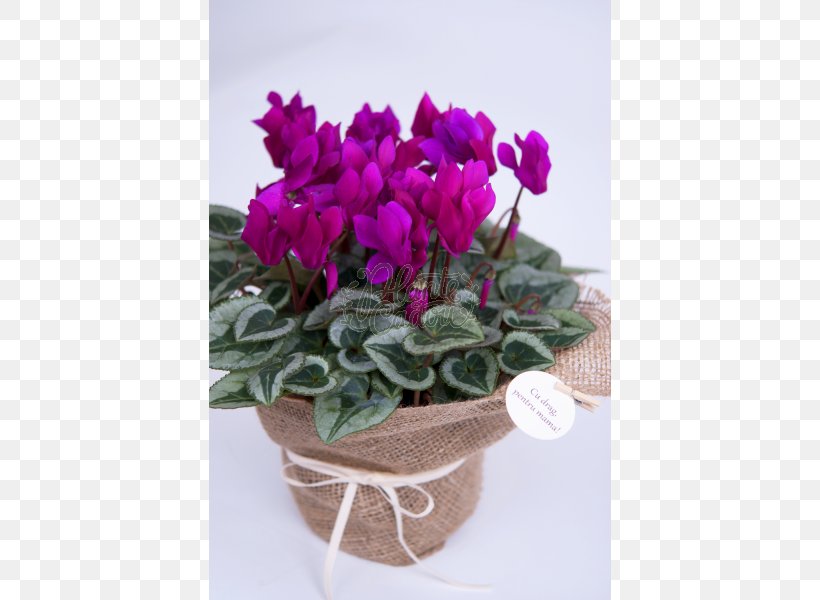 Cyclamen Flowerpot Cut Flowers Houseplant, PNG, 800x600px, Cyclamen, Affection, Color, Cut Flowers, Flower Download Free