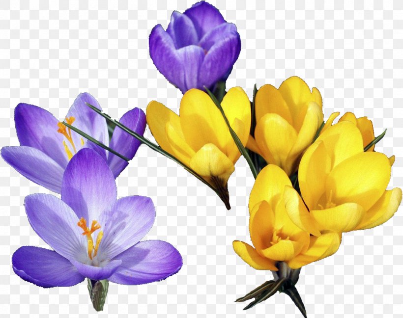 Flower Crocus Clip Art, PNG, 1356x1073px, Flower, Crocus, Cut Flowers, File Size, Flowering Plant Download Free