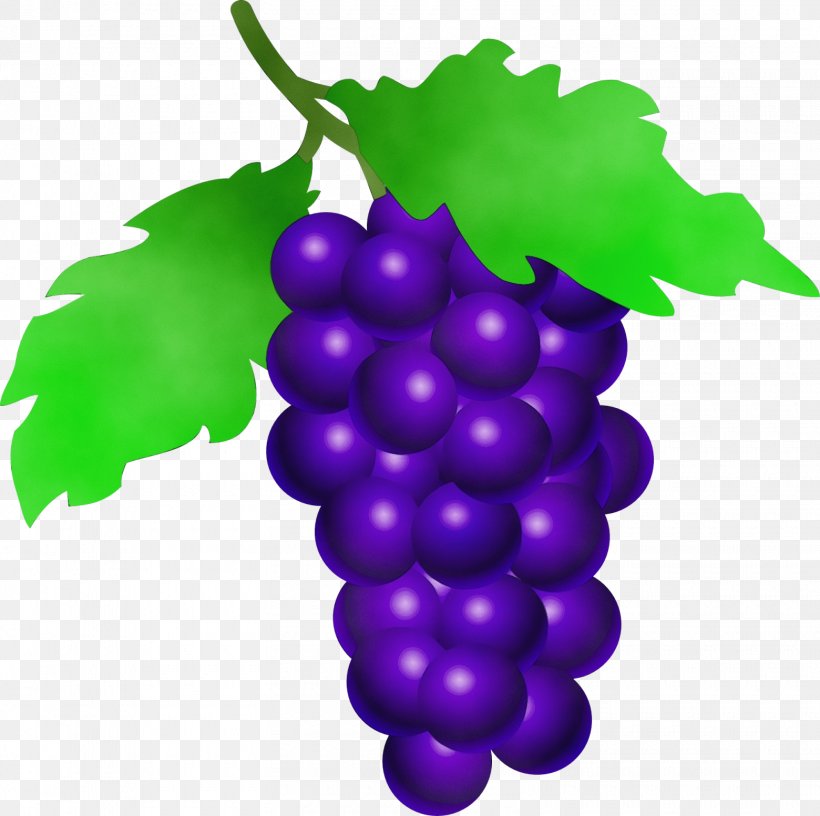 Grape Seedless Fruit Grape Leaves Grapevine Family Vitis, PNG, 1560x1554px, Watercolor, Fruit, Grape, Grape Leaves, Grapevine Family Download Free