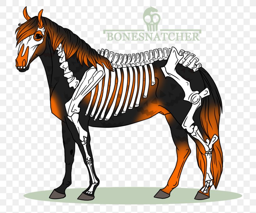 Mule Mustang Stallion Mare Quagga, PNG, 800x684px, Mule, Bridle, Cartoon, Colt, Dog Harness Download Free