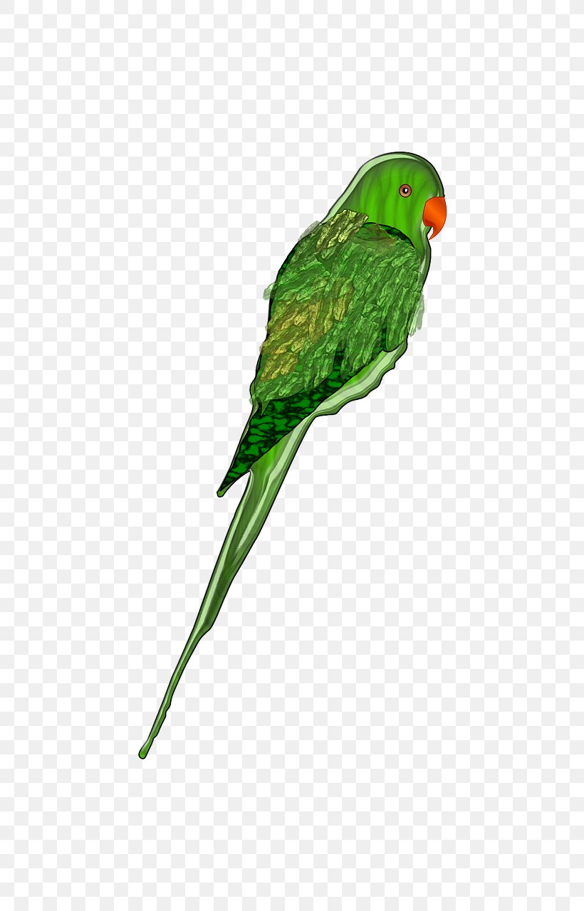 Parrots Of New Guinea Bird Clip Art, PNG, 645x1280px, Parrot, Beak, Bird, Common Pet Parakeet, Fauna Download Free