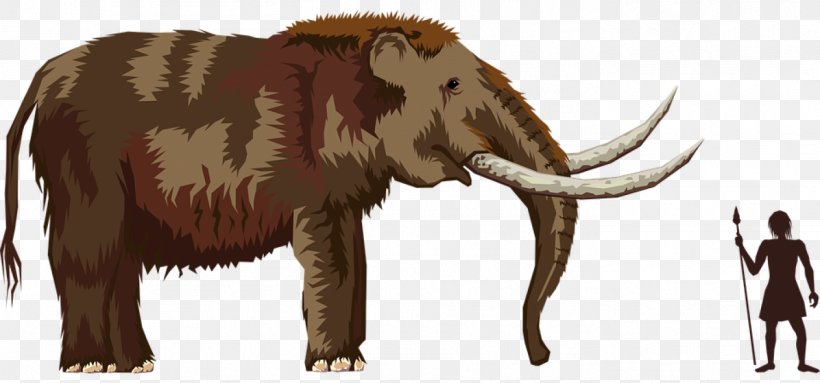 Pliocene Mastodon Woolly Mammoth Elephant, PNG, 1404x656px, Pliocene, African Elephant, Cattle Like Mammal, Elephant, Elephants And Mammoths Download Free