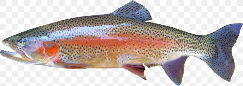 Rainbow Trout Fly Fishing, PNG, 1600x567px, Rainbow Trout, Animal Figure, Bony Fish, Brook Trout, Brown Trout Download Free
