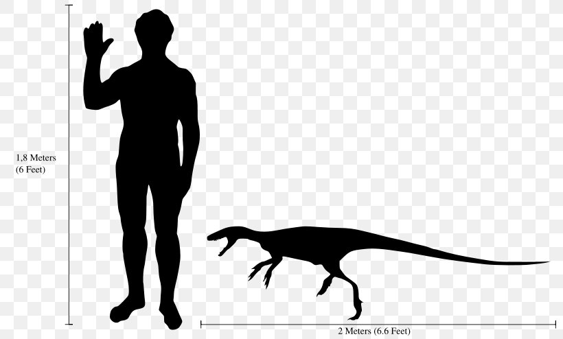 Staurikosaurus Velociraptor Eoraptor Lunensis Dilophosaurus Deinonychus, PNG, 800x494px, Staurikosaurus, Amniote, Black, Black And White, Carnivore Download Free