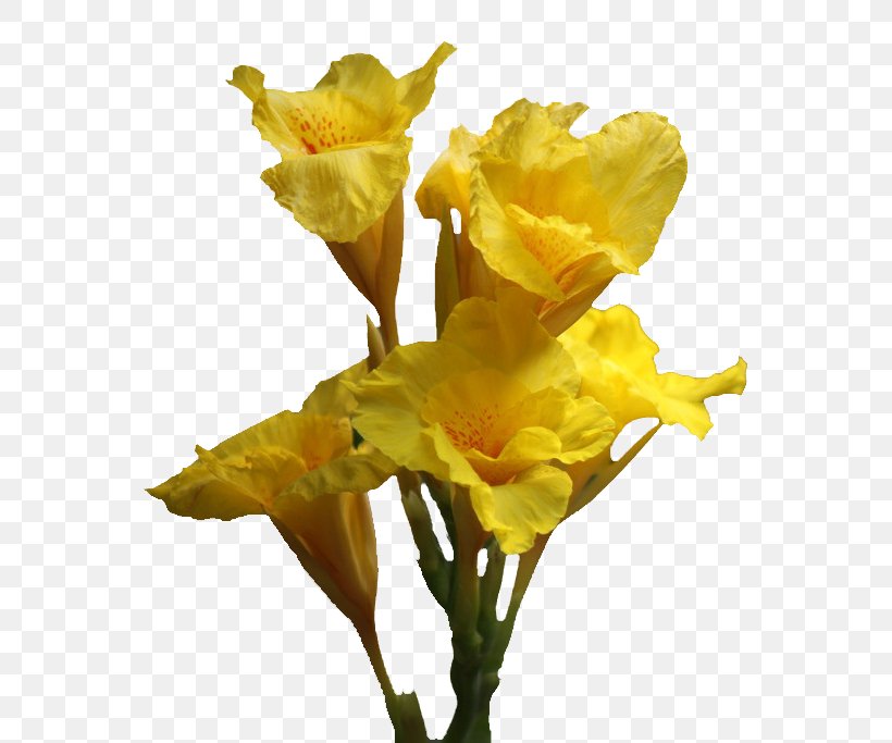 Canna Daffodil Cut Flowers Lilium, PNG, 686x683px, Canna, Canna Family, Canna Lily, Cut Flowers, Daffodil Download Free