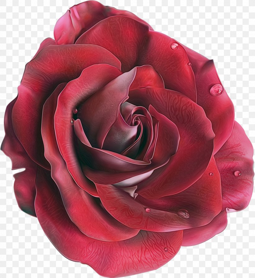 Garden Roses, PNG, 1752x1914px, Watercolor, Floribunda, Flower, Garden Roses, Hybrid Tea Rose Download Free