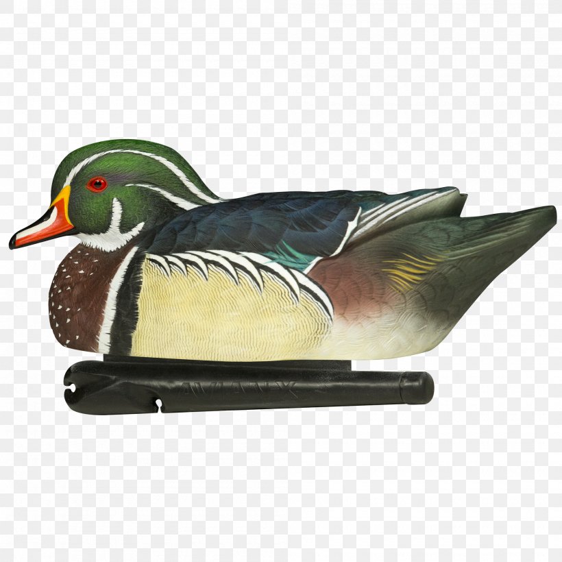 Mallard Wood Duck Atlantic Flyway Mississippi Flyway, PNG, 2000x2000px, Mallard, Aix, American Black Duck, Anseriformes, Atlantic Flyway Download Free