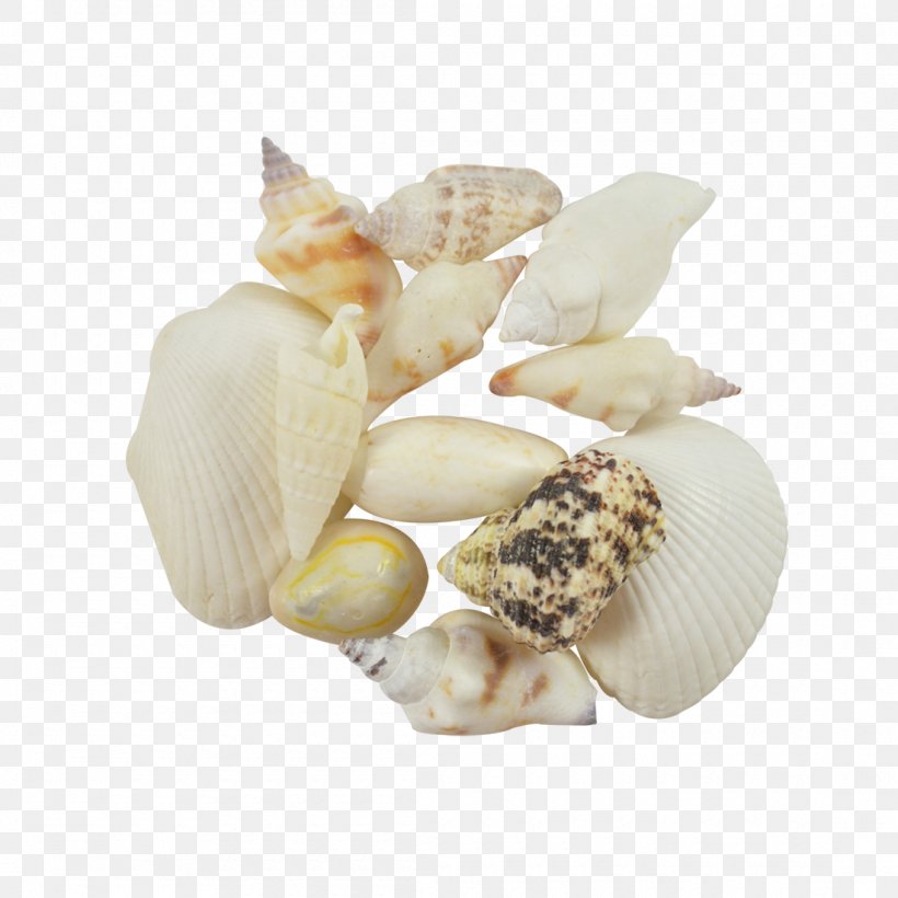 Seashell Clam Cockle Conchology, PNG, 1100x1100px, Seashell, Abalone, Clam, Clams Oysters Mussels And Scallops, Cockle Download Free