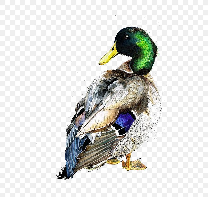 American Pekin Duck Mallard Bird Watercolor Painting, PNG, 570x776px, American Pekin, Art, Beak, Bird, Diving Duck Download Free