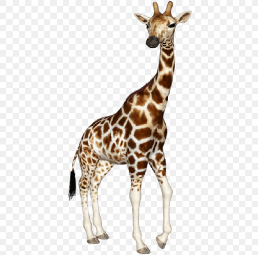 Giraffe Clip Art Image Transparency, PNG, 400x812px, Giraffe, Adaptation, Animal Figure, Fawn, Giraffidae Download Free