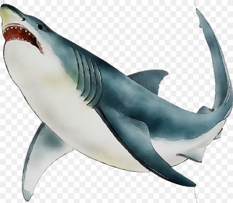 Great White Shark Requiem Sharks Mackerel Sharks Marine Biology Marine Mammal, PNG, 1228x1071px, Great White Shark, Animal Figure, Biology, Bull Shark, Carcharhiniformes Download Free