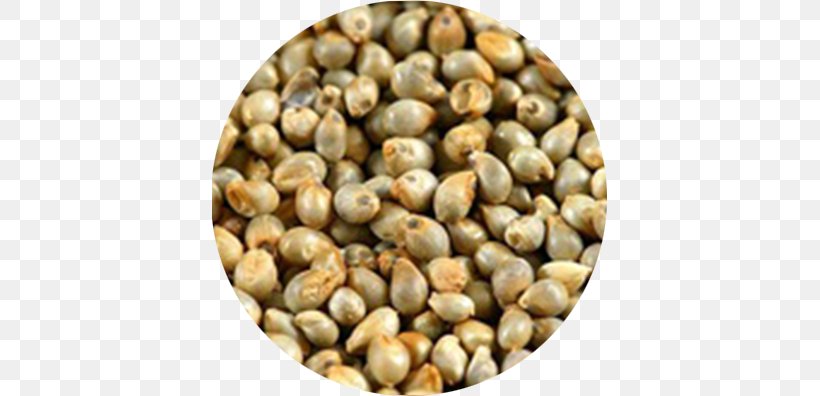 Pearl Millet Breeding Finger Millet Seed, PNG, 395x396px, Pearl Millet, Agriculture, Bean, Cereal, Commodity Download Free