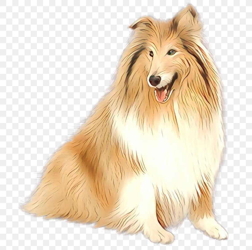 Rough Collie Sheltie Icelandic Sheepdog Dog Breed Scotch Collie, PNG, 708x813px, Rough Collie, Ancient Dog Breeds, Border Collie, Breed, Canidae Download Free