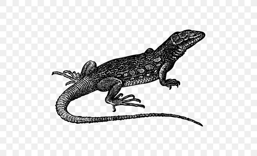 Dragon Lizards Common Iguanas Paper, PNG, 500x500px, Dragon Lizards, Agamidae, Black And White, Common Iguanas, Common Leopard Gecko Download Free