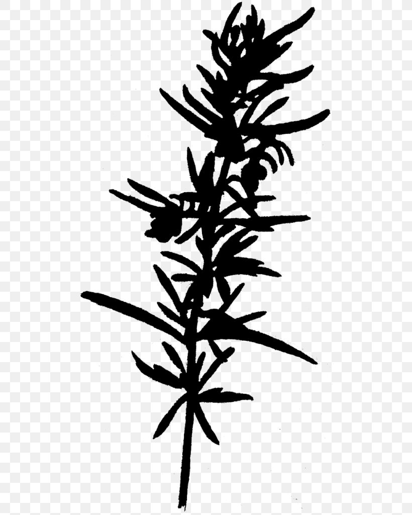 Plant Stem Leaf Flower Font Silhouette, PNG, 509x1024px, Plant Stem, American Larch, Blackandwhite, Botany, Branch Download Free