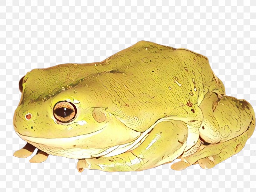 American Bullfrog Tree Frog Toad Terrestrial Animal, PNG, 827x620px, American Bullfrog, American Water Frogs, Amphibian, Animal, Bufo Download Free