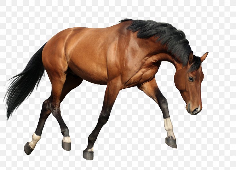 Horse Animal Figure Sorrel Mane Stallion, PNG, 1280x921px, Horse, Animal Figure, Liver, Mane, Mare Download Free