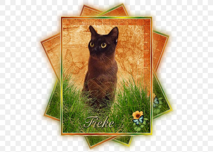 Chartreux Korat Whiskers Domestic Short-haired Cat Kitten, PNG, 556x583px, Chartreux, Black Cat, Burmese, Carnivoran, Cat Download Free