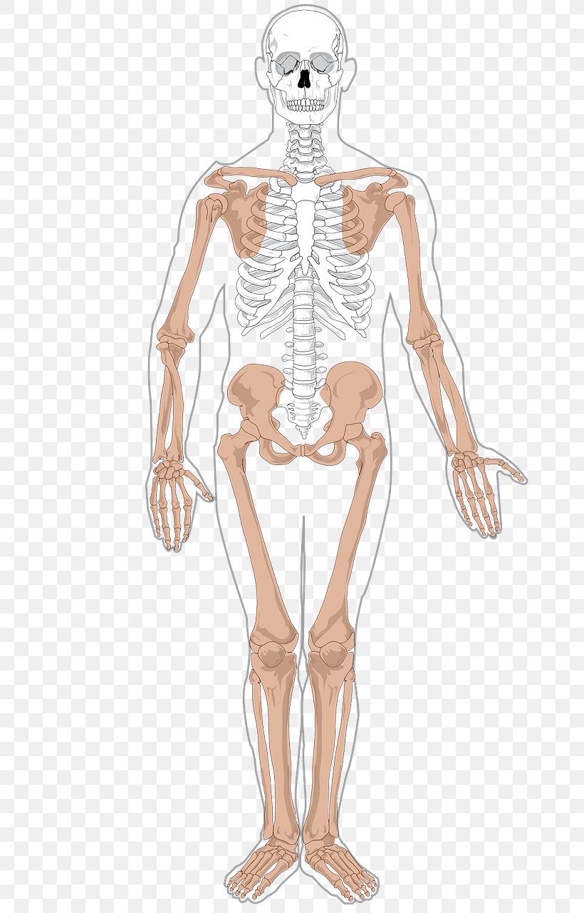 Human Skeleton Human Body Anatomy Axial Skeleton, PNG, 692x1280px, Watercolor, Cartoon, Flower, Frame, Heart Download Free
