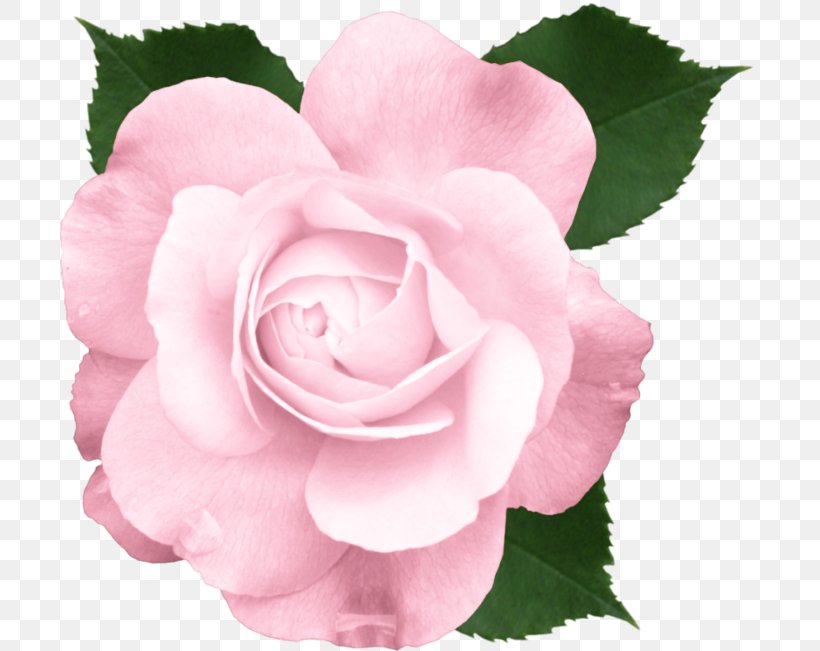 Rose Pink Flowers Clip Art, PNG, 700x651px, Rose, Blue, Camellia, Camellia Sasanqua, China Rose Download Free