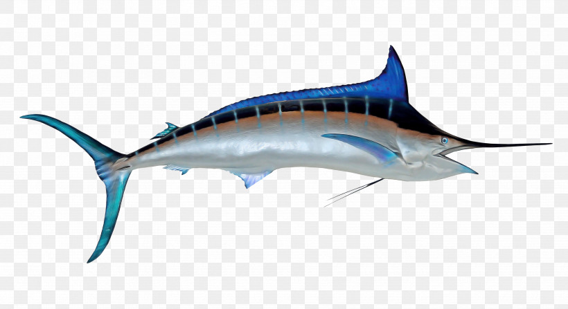 Bony Fishes Swordfish Requiem Sharks Tuna Sharks, PNG, 3550x1938px, Bony Fishes, Biology, Fish, Marlin, Requiem Download Free