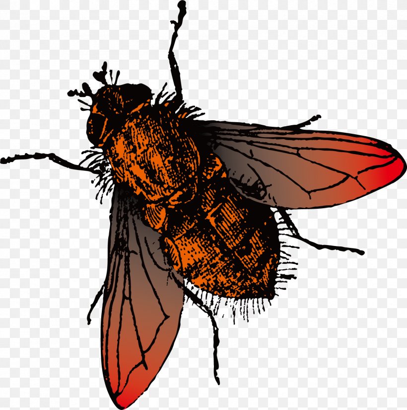 Fly Photography, PNG, 1684x1695px, Fly, Animation, Art, Arthropod, Bee Download Free