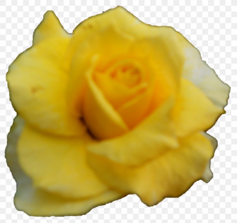 Garden Roses Petal Close-up, PNG, 1074x1012px, Garden Roses, Closeup, Flower, Garden, Peach Download Free