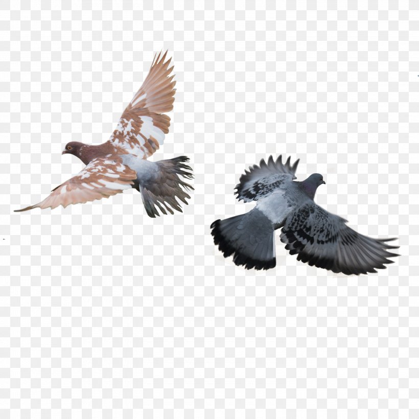 Rock Dove Columbidae Bird Download, PNG, 3000x3000px, Rock Dove, Beak, Bird, Columbidae, Fauna Download Free