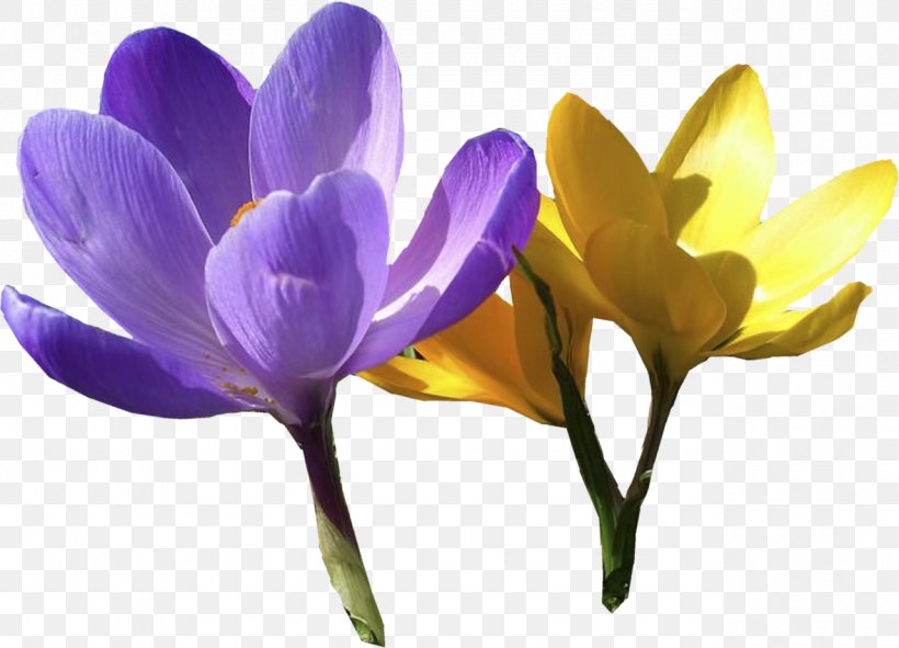 Saffron, PNG, 1280x924px, Saffron, Computer Graphics, Computer Software, Crocus, Flower Download Free