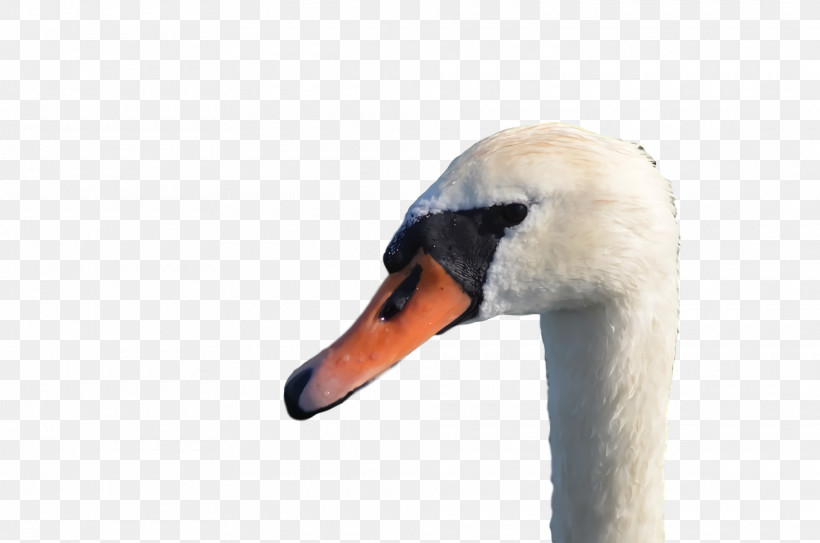 Swans Duck Beak, PNG, 1920x1272px, Swans, Beak, Duck Download Free