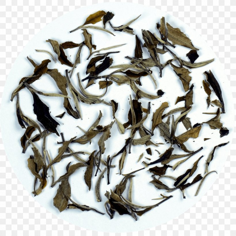 Baihao Yinzhen White Tea Assam Tea Bai Mudan, PNG, 1000x1000px, Baihao Yinzhen, Assam Tea, Bai Mudan, Bancha, Camellia Sinensis Download Free