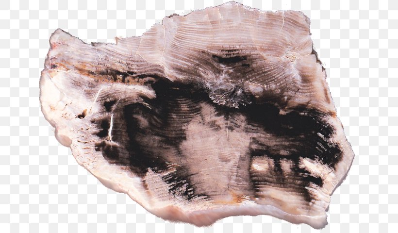 Bear Creek Petrified Wood Rock Jasper Petrifaction, PNG, 666x480px, Watercolor, Cartoon, Flower, Frame, Heart Download Free