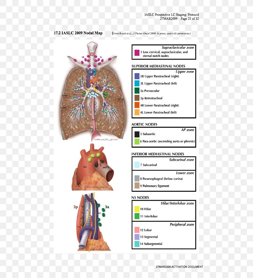 Lymph Node Lung Cancer Staging Lung Cancer Staging Anatomy, PNG, 651x899px, Watercolor, Cartoon, Flower, Frame, Heart Download Free
