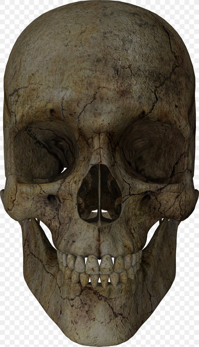 Skull Blog Totenkopf Bone Rendering, PNG, 1738x3031px, Skull, Adobe Photoshop Express, Blog, Bone, Head Download Free