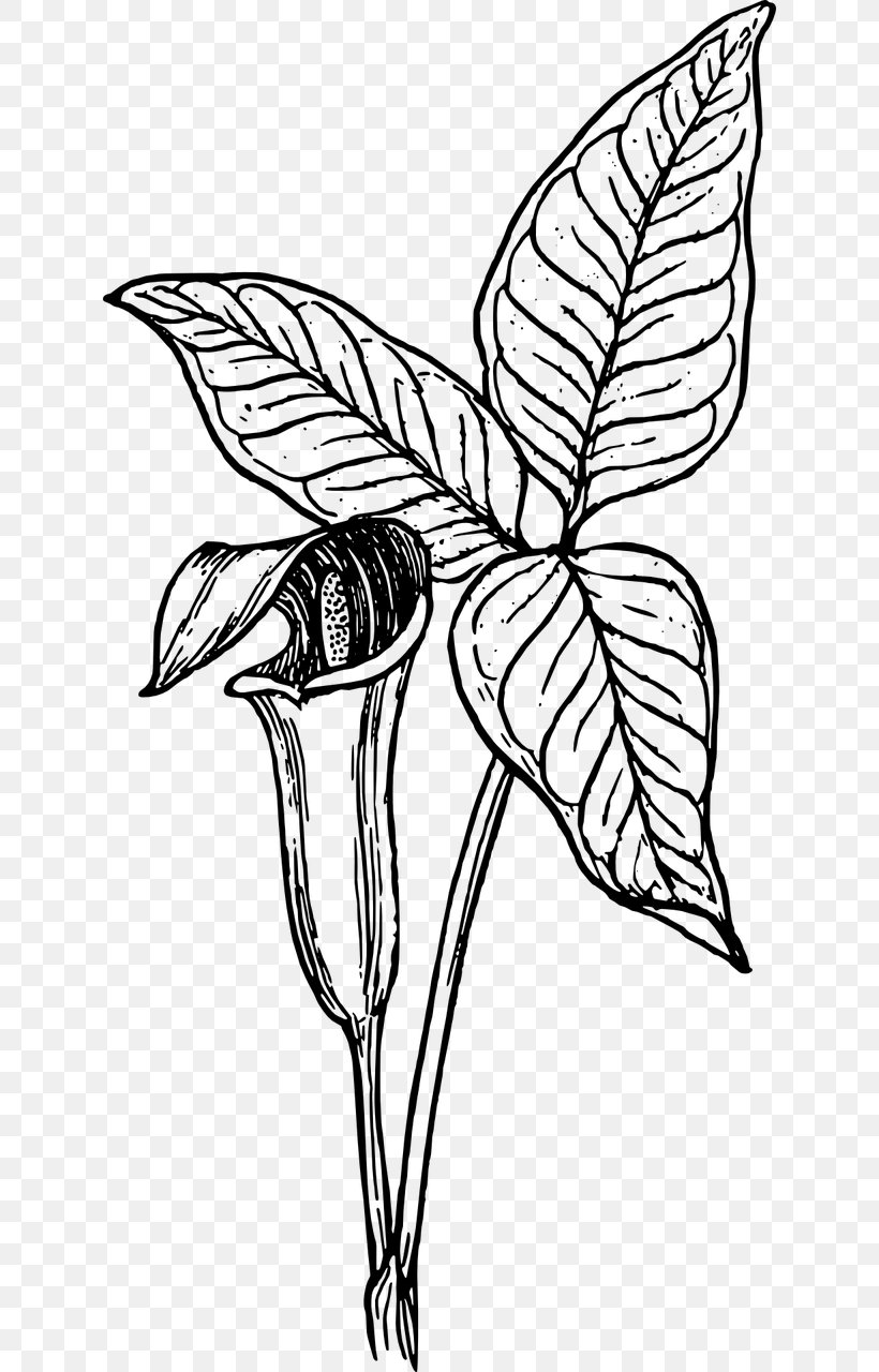 Cuckoo-pint Arum-lily Botany, PNG, 640x1280px, Arumlily, Art, Artwork, Arum Lilies, Black And White Download Free