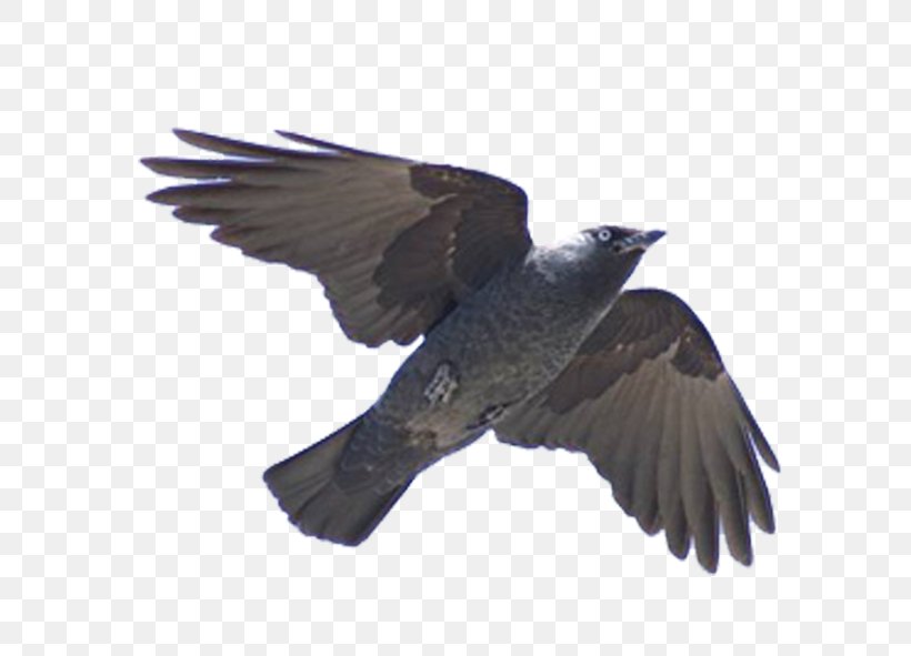 Bird Flight Cuculiformes Western Jackdaw Beak, PNG, 591x591px, Bird, Archipelago, Beak, Crow, Crow Like Bird Download Free