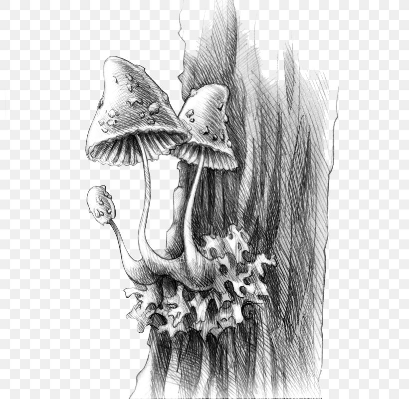 FORESTIUM Portallas Flora Drawing Sketch, PNG, 800x800px, Forestium, Angel, Animal, Artwork, Black And White Download Free