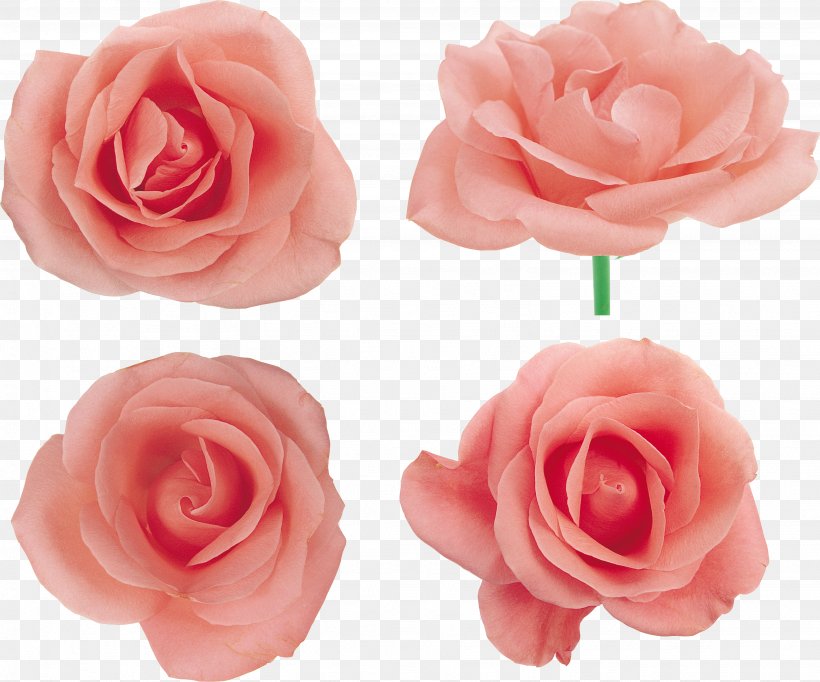 Garden Roses Centifolia Roses Floribunda Pink Flower, PNG, 3078x2563px, Garden Roses, Artificial Flower, Centifolia Roses, Cut Flowers, Floribunda Download Free