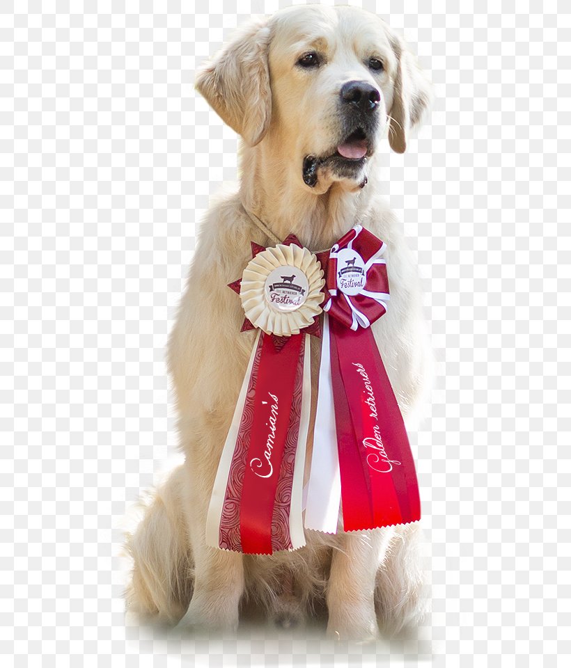 Golden Retriever Labrador Retriever Puppy Dog Breed Companion Dog, PNG, 531x960px, Golden Retriever, Breed, Carnivoran, Clothing, Companion Dog Download Free