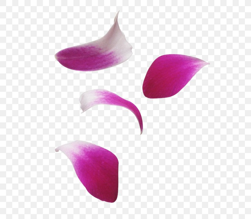 Petal Flower Tulip, PNG, 552x716px, Petal, Digital Image, Display Resolution, Flower, Garden Roses Download Free