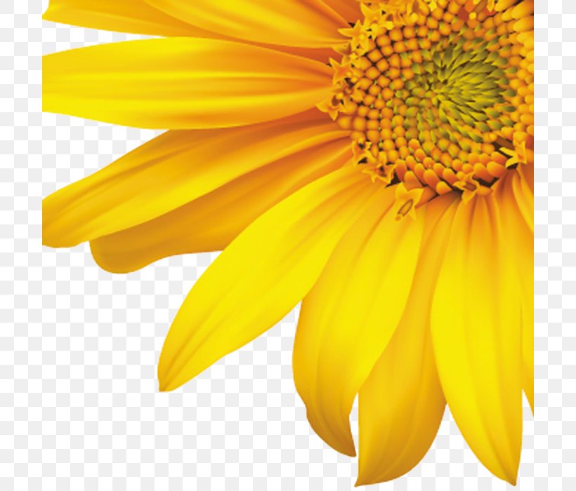 Common Sunflower Royalty-free Clip Art, PNG, 700x700px, Common Sunflower, Art, Daisy Family, Drawing, Flower Download Free