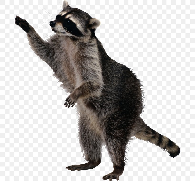 Rocket Raccoon Clip Art, PNG, 700x761px, Raccoon, Carnivoran, Fur, Image Resolution, Japanese Raccoon Dog Download Free