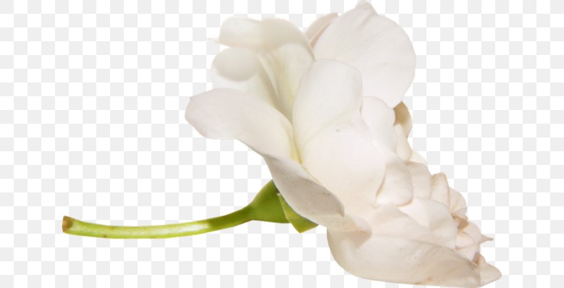 Digital Image Baltosios Rožės Download, PNG, 640x419px, 2018, Digital Image, Belye Rozy, Cut Flowers, Flower Download Free