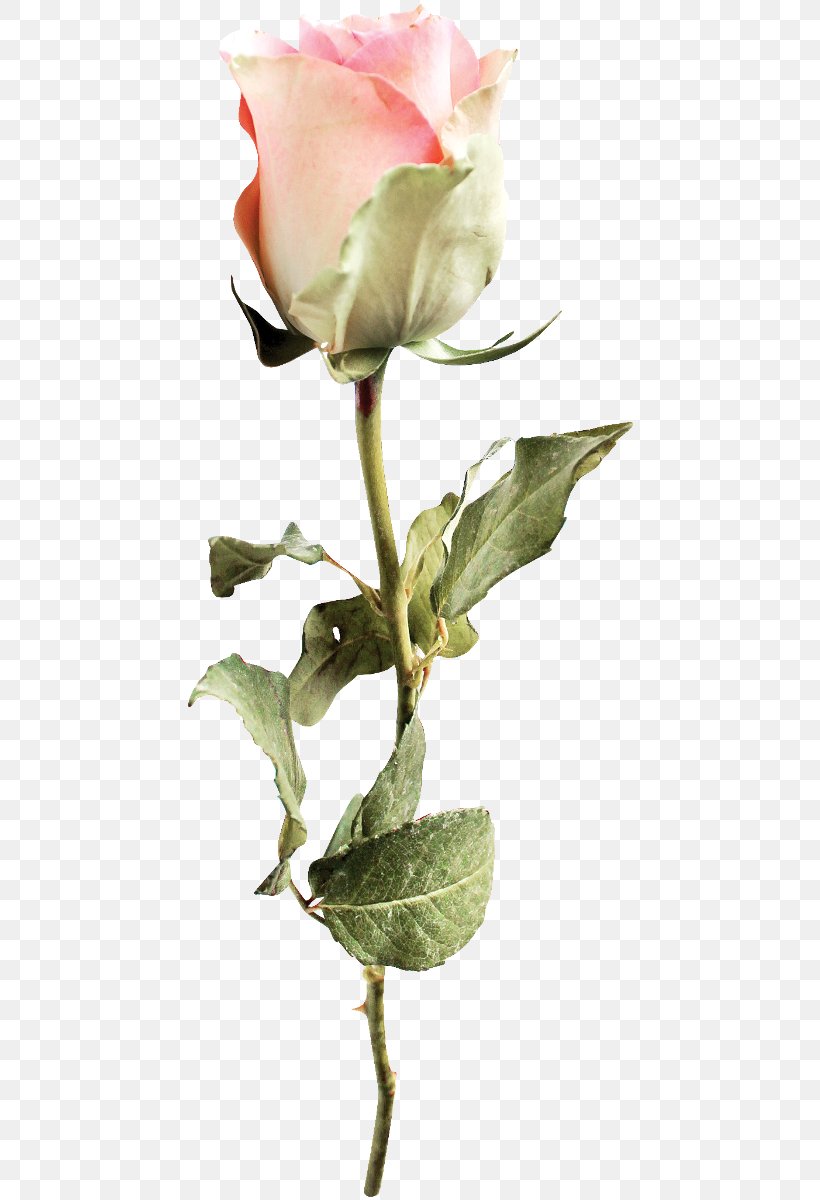 Garden Roses Flower Petal Bud Clip Art, PNG, 452x1200px, Garden Roses, Branch, Bud, Cut Flowers, Flora Download Free