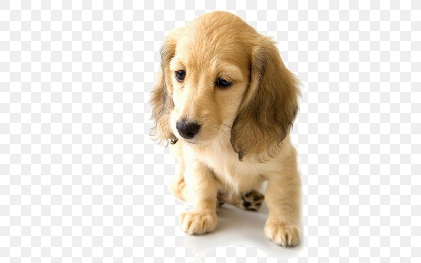 Golden Retriever Dachshund Puppy World Animal Day Pet, PNG, 820x512px, Golden Retriever, Animal, Animal Rights, Animal Shelter, Carnivoran Download Free