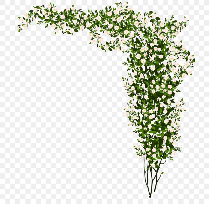 Plant Flash Video Matroska, PNG, 710x800px, Plant, Branch, Chrysanthemum, Flash Video, Flower Download Free