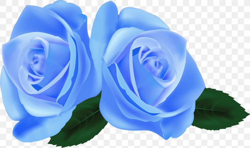 Rose Red, PNG, 1200x713px, Rose, Blue, Blue Rose, Can Stock Photo, Color Download Free